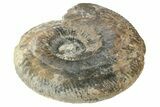 Jurassic Ammonite (Parkinsonia) Fossil - England #211757-1